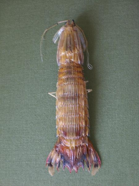 carinosquilla balicasag T.F.C..JPG